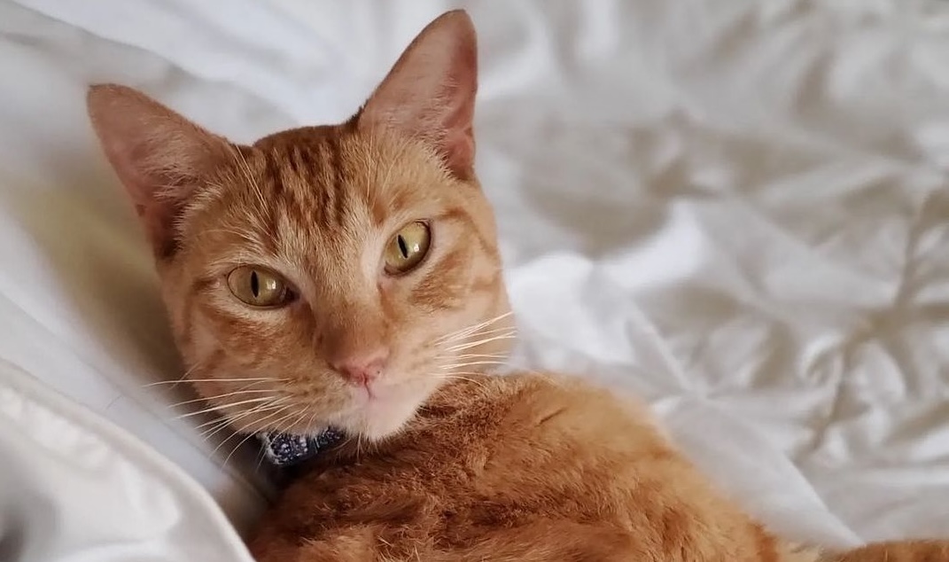 Ginger cat 
