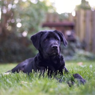 Dog Services in Scottsdale