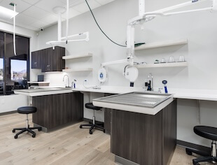 Pet Dental Services in Scottsdale