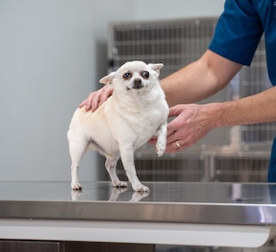 Pet Surgery in Scottsdale