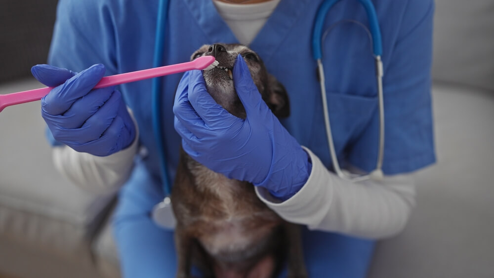 Veterinary hospital in Scottsdale