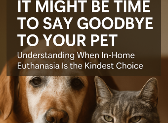 5 Gentle Signs It Might Be Time to Say Goodbye to Your Pet