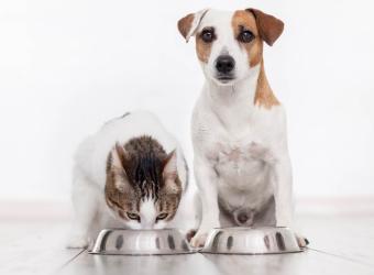 Caring for Dogs & Cats Across the Phoenix Valley