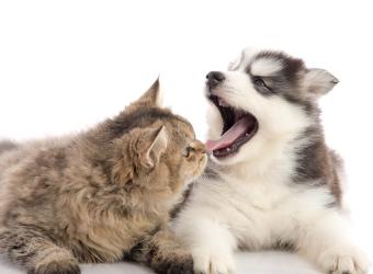 Why Dental X-Rays Are Essential for Your Pet’s Oral Health
