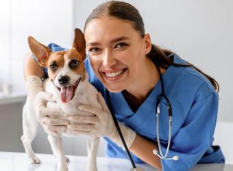 Scottsdale Families Rely on Daily Exams at Our Animal Hospital