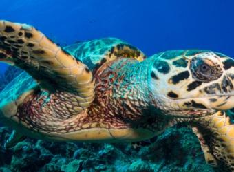Endangered Reptiles: Conservation Efforts and How You Can Help