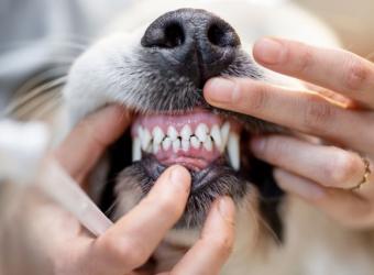 Why Dog Dental Cleanings Are Essential in Scottsdale’s Dry Climate