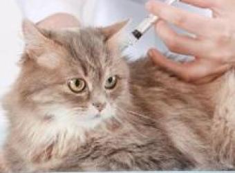 Why Mobile Vet Visits Are Less Stressful for Cats