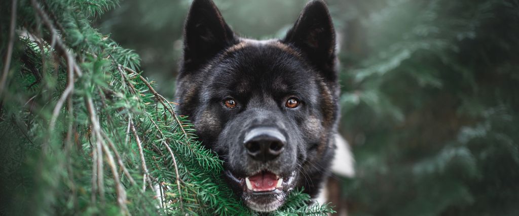 Black colored Akita with upright ears shown in a close-up portrait outdoors