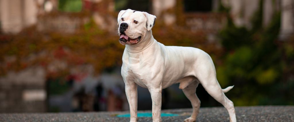 American bulldog standing outdoors with a broad head and friendly open-mouth expression