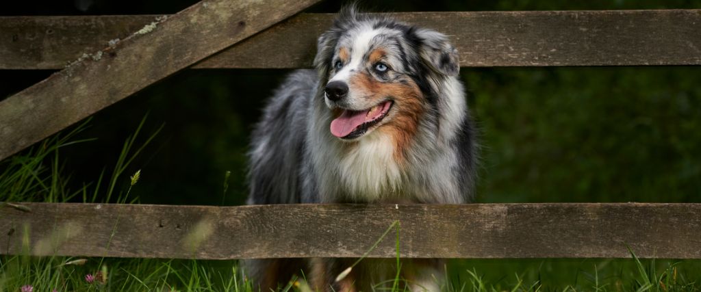 Blue merle Australian Shepherd outdoors with an open mouth and alert expression