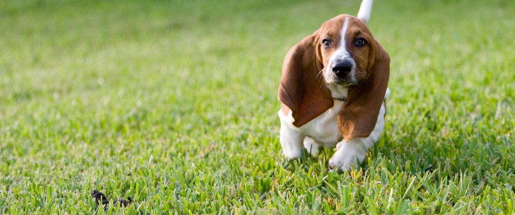 Basset Hound sitting on grass with long ears and a white, brown, and black coat outdoors