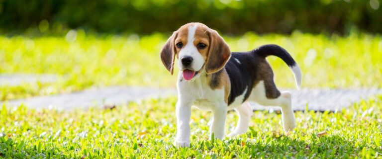 Beagle breed standing on grass with floppy ears, an open mouth, and a black, white, and tan coat