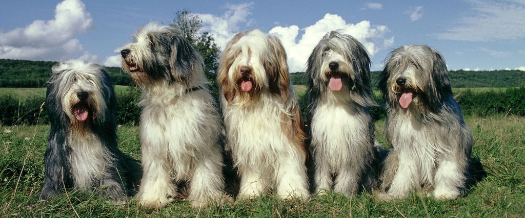 Five Basenjis standing together outdoors with long gray-and-white shaggy coats