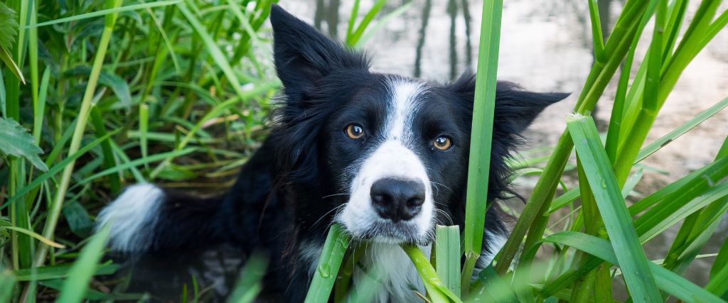 Border Collie peeking through greenery with a black-and-white face and alert eyes