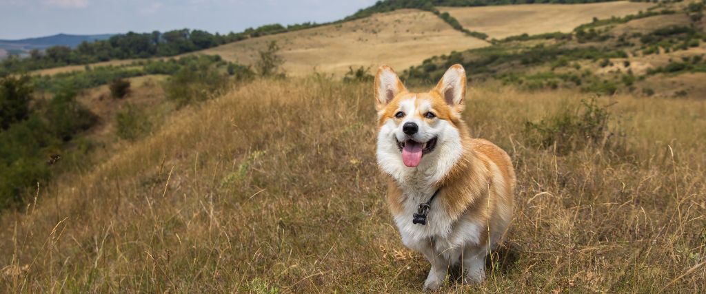 Welsh Corgi standing outdoors with upright ears and a red-and-white coat in AZ