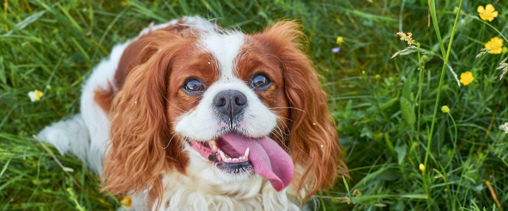 Cavalier King Charles Spaniel shown in close-up with long ears and chestnut facial markings