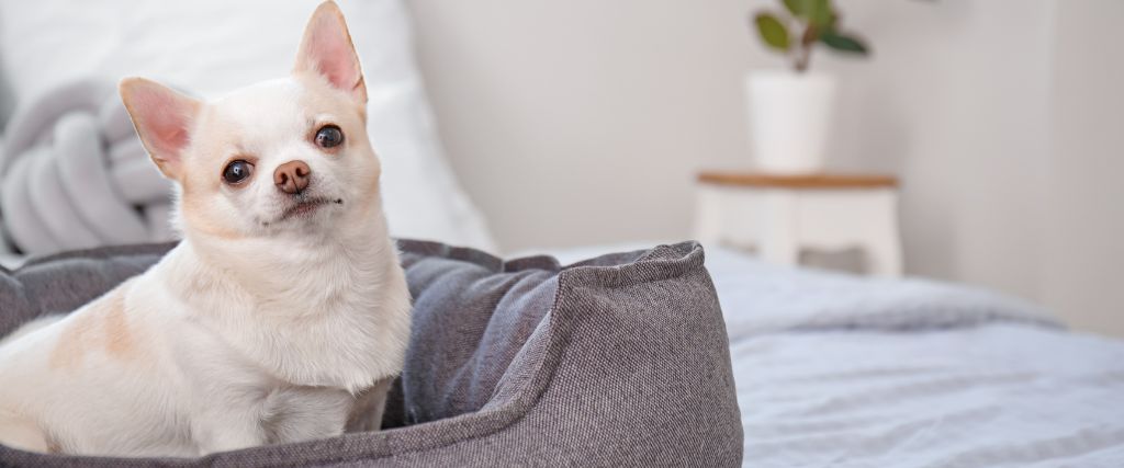 A curious Chihuahua resting indoors with one upright ears