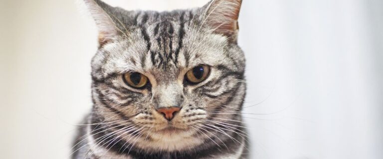 Silver tabby American Shorthair cat looking forward in a detailed close-up breed portrait