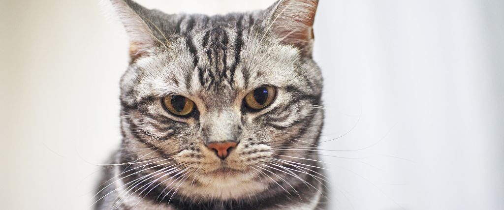 Silver tabby American Shorthair cat looking forward in a detailed close-up breed portrait