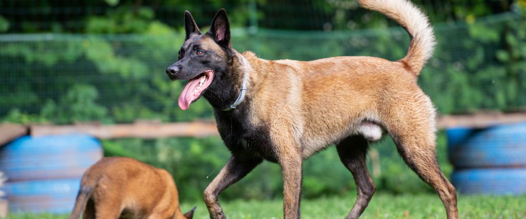 Belgian Malinois walking outdoors with black mask, and tan coat