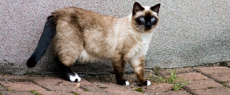 Birmans cat standing outdoors in Scottsdale AZ