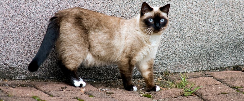 Birmans cat standing outdoors in Scottsdale AZ