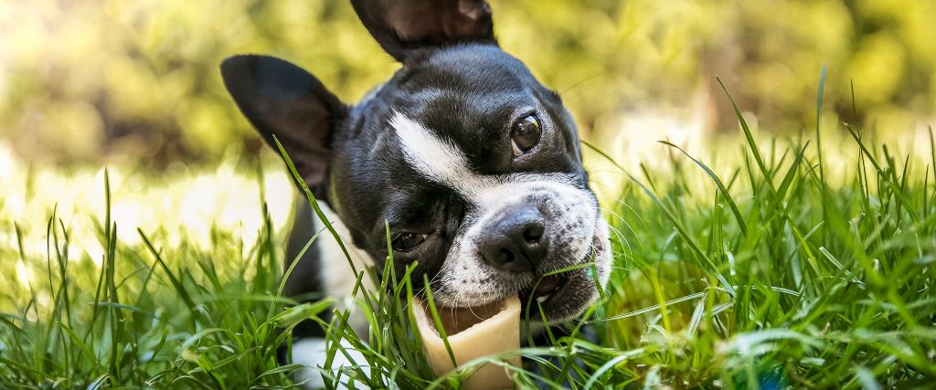 Boston Terrier shown close-up outdoors in Scottsdale AZ