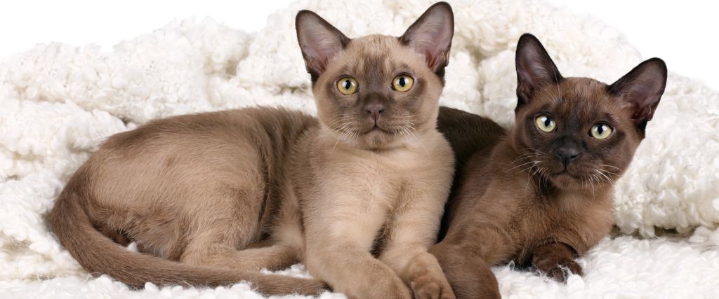 Two Brown Burmese cat with golden eyes sitting upright on a soft white blanket indoors