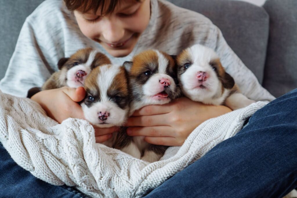 Child gently comforting a group of puppies while they rest together on a soft blanket