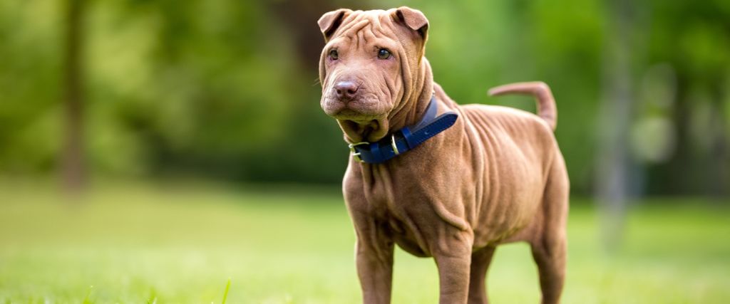 Chinese Shar-Peis dog stays alert outdoors with a blue collar in Scottsdale AZ