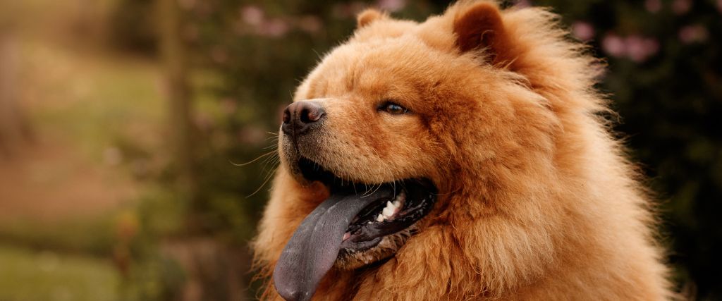 Chow Chow shown in profile outdoors with a dense golden coat, small ears, and broad face