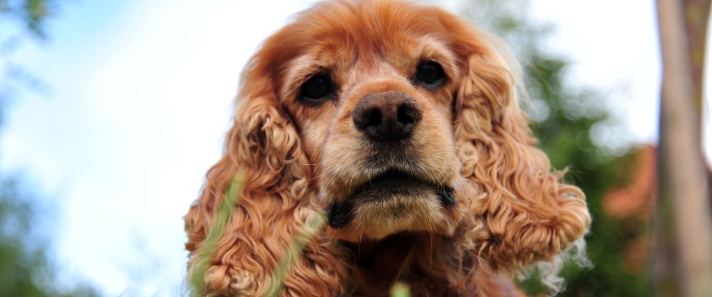 Cocker Spaniel shown in close-up with long ears and a chestnut-and-white coat in Scottsdale AZ