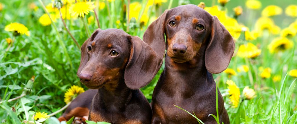 Two chocolate Dachshunds sitting together outdoors with alert expressions