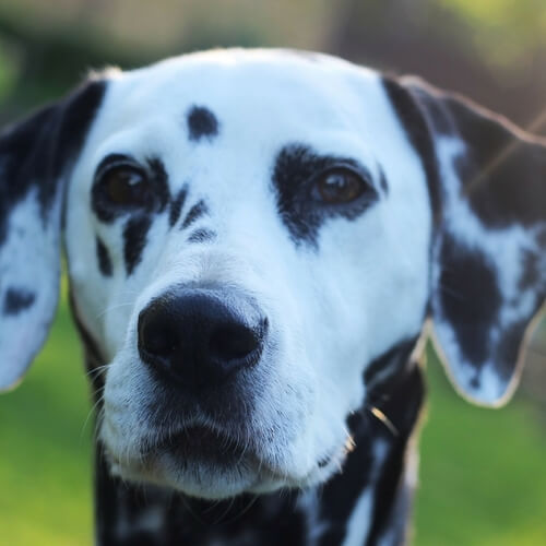 Dalmatian shown in close-up with distinctive black spots, dark eyes, and a calm expression