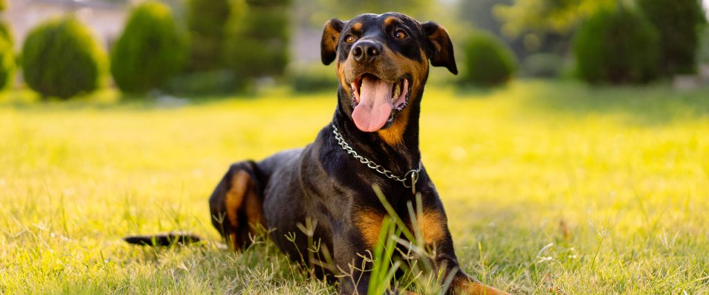 Rottweiler sitting on grass with an open mouth and distinctive black-and-tan markings