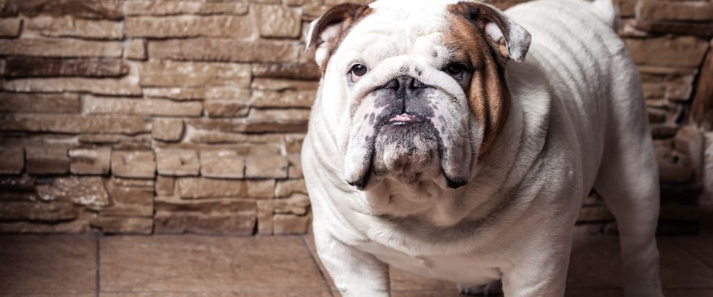 English Bulldog shown in close-up with a wrinkled face and a white-and-brown coat outdoors
