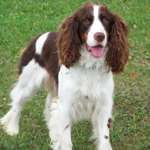 English Springer Spaniel standing outdoors with long ears and a brown-and-white wavy coat