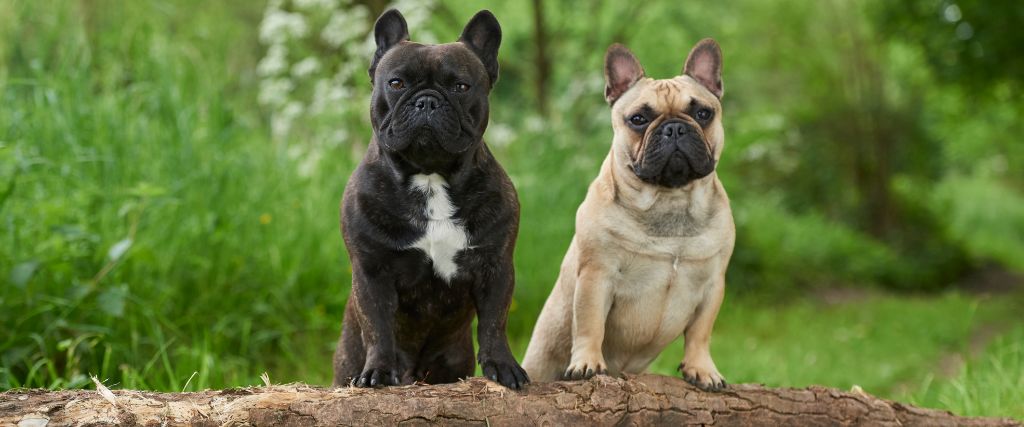 Black and fawn French Bulldogs sitting together outdoors with upright ears and compact builds