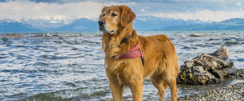 Golden Retriever standing in shallow water with mountains in the background