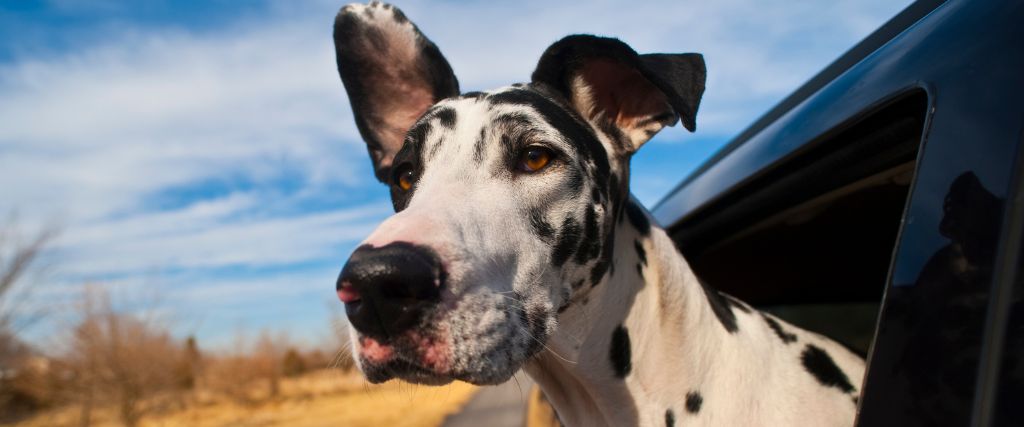 Great Danes sticking its head out of the vehicle with upright ears