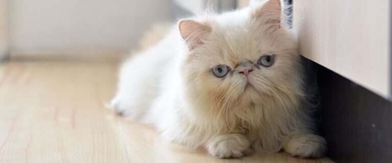 White Himalayan cat with blue eyes and a long fluffy coat resting against a light background