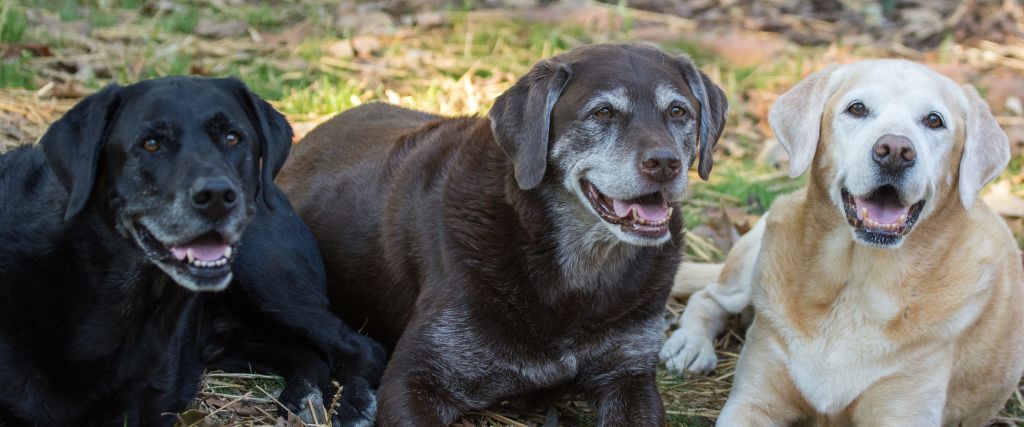 Black Labrador Retrievers resting outdoors with a gray muzzle, open mouth, and relaxed expression