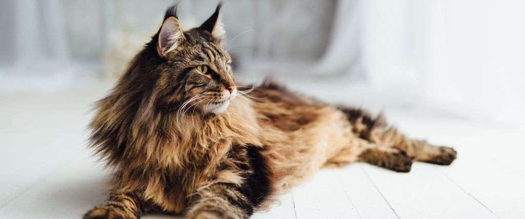 Long-haired Maine Coon cat reclining indoors at Scottsdale Animal Hospital