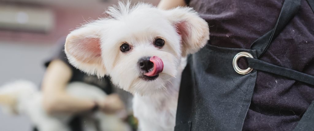 White Maltese puppy sitting outdoors with dark eyes, a soft coat, and its pink tongue visible