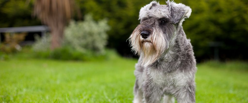 Miniature Schnauzer sitting outdoors with bushy eyebrows, a full beard, and a gray coat