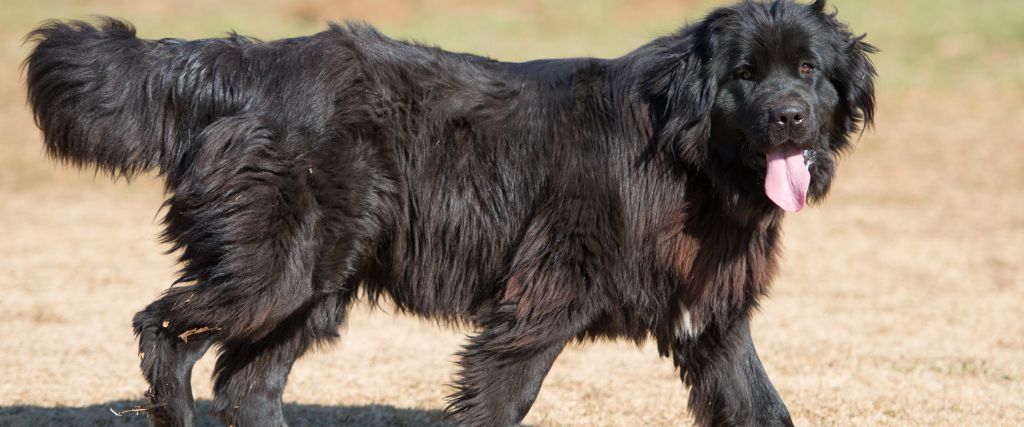 Black Newfoundland dog shown outdoors in close-up with a broad face and thick, shaggy coat