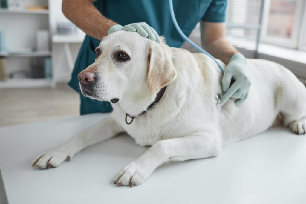 Labrador Retriever on an exam table while a veterinarian listens with a stethoscope in Scottsdale, AZ