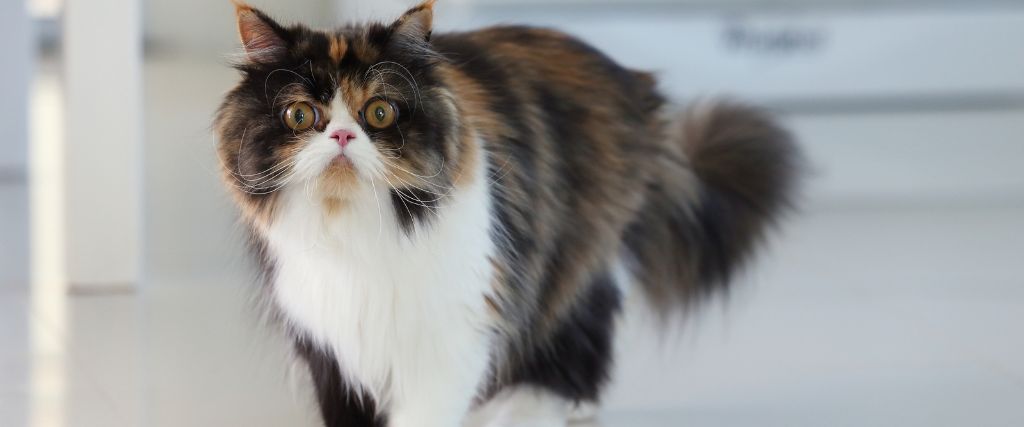 Long-haired persian cat standing indoors during a feline wellness visit at Scottsdale Animal Hospital