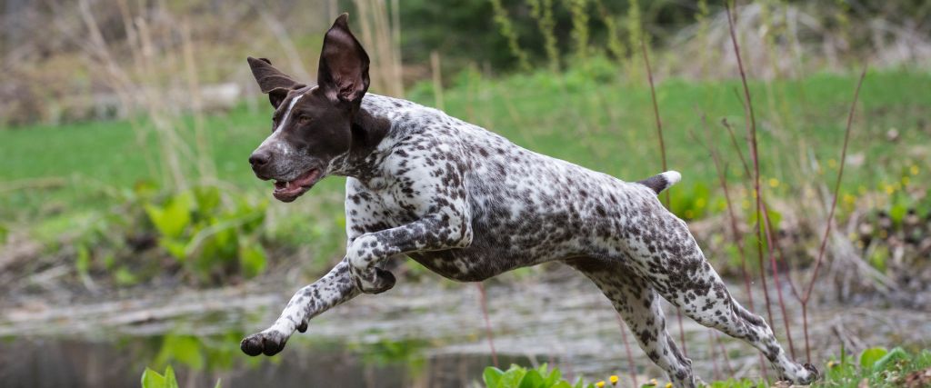 Australian Cattle Dog standing on grass with upright ears and a blue-speckled short coat